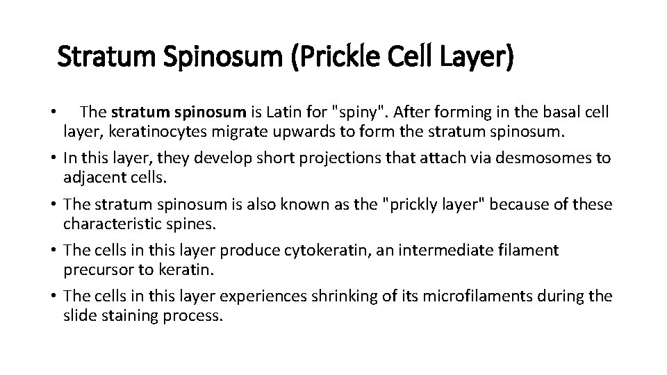  Stratum Spinosum (Prickle Cell Layer) • The stratum spinosum is Latin for "spiny".