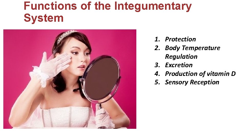 Functions of the Integumentary System 1. Protection 2. Body Temperature Regulation 3. Excretion 4.