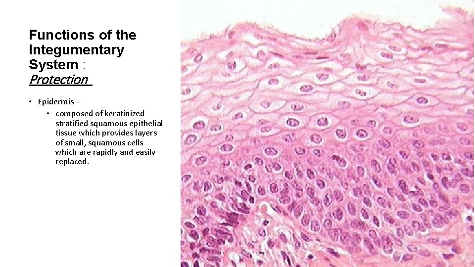 Functions of the Integumentary System : Protection • Epidermis – • composed of keratinized