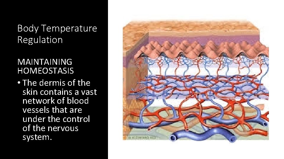 Body Temperature Regulation MAINTAINING HOMEOSTASIS • The dermis of the skin contains a vast