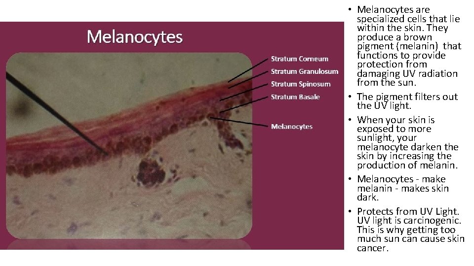  • Melanocytes are specialized cells that lie within the skin. They produce a