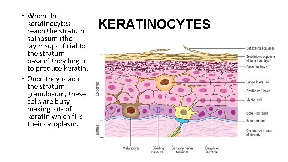  • When the keratinocytes reach the stratum spinosum (the layer superficial to the