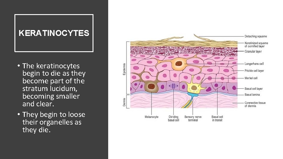 KERATINOCYTES • The keratinocytes begin to die as they become part of the stratum