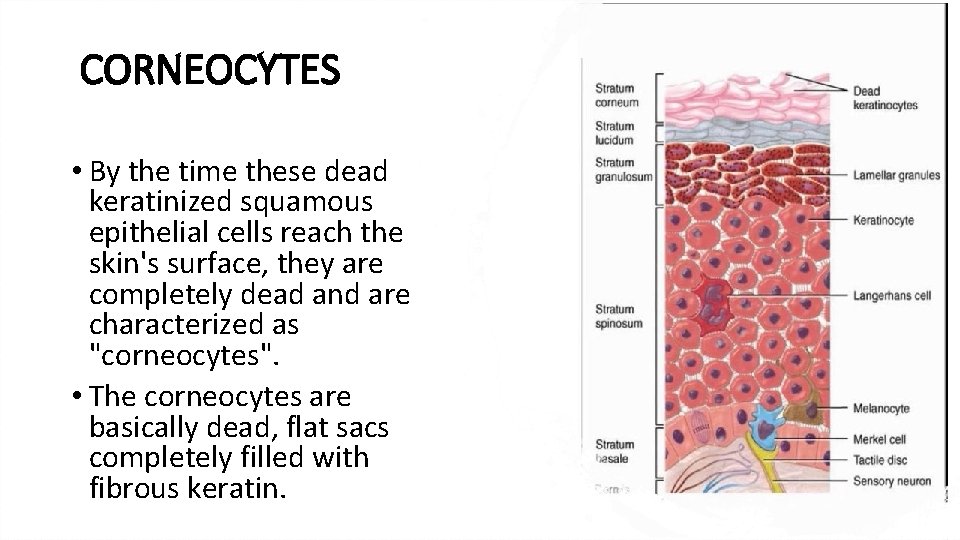 CORNEOCYTES • By the time these dead keratinized squamous epithelial cells reach the skin's