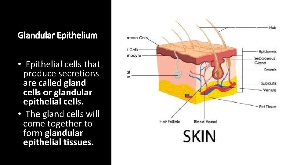 Glandular Epithelium • Epithelial cells that produce secretions are called gland cells or glandular