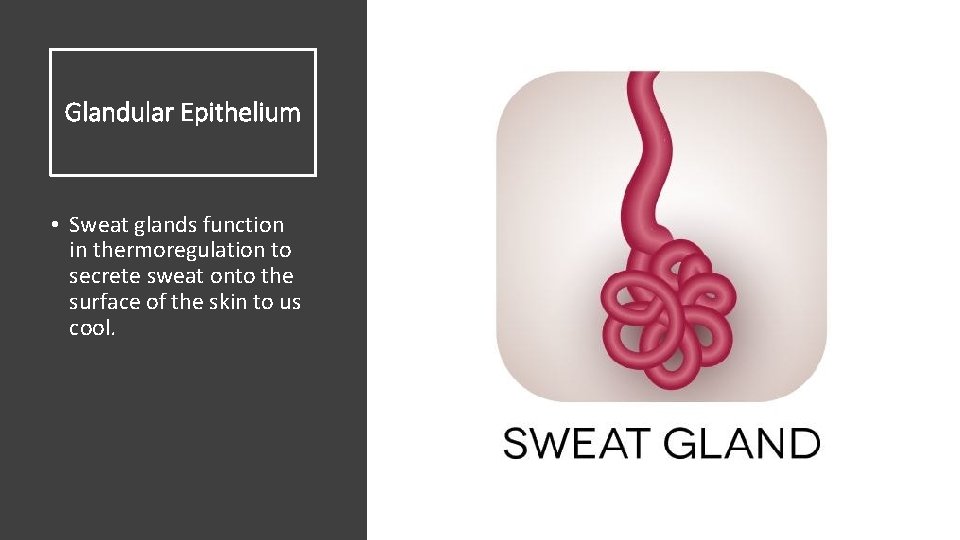Glandular Epithelium • Sweat glands function in thermoregulation to secrete sweat onto the surface