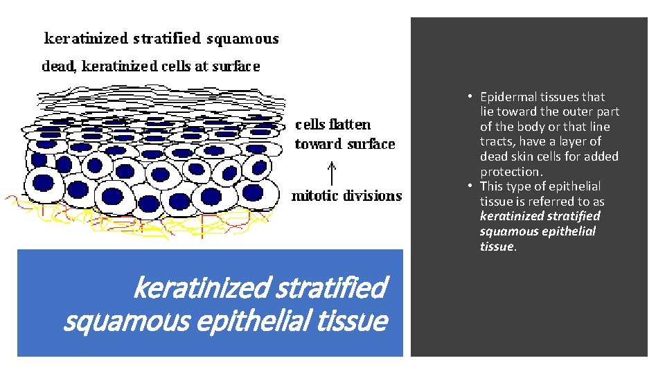  • Epidermal tissues that lie toward the outer part of the body or