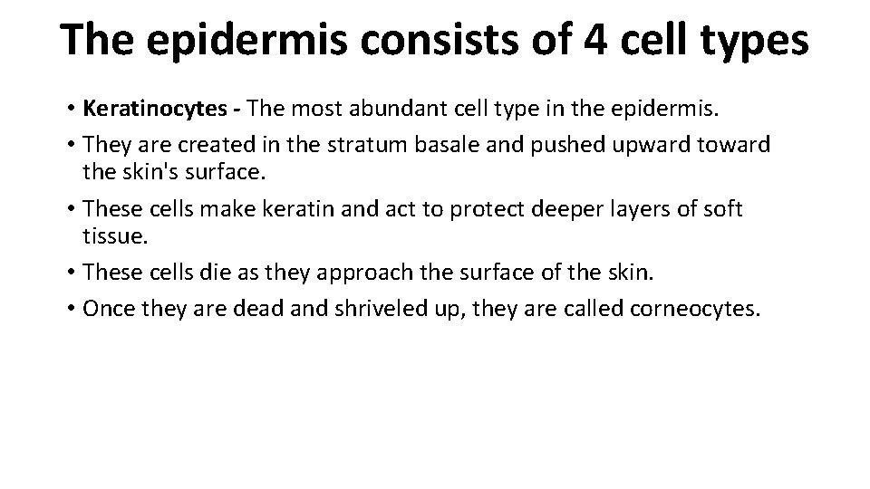 The epidermis consists of 4 cell types • Keratinocytes - The most abundant cell