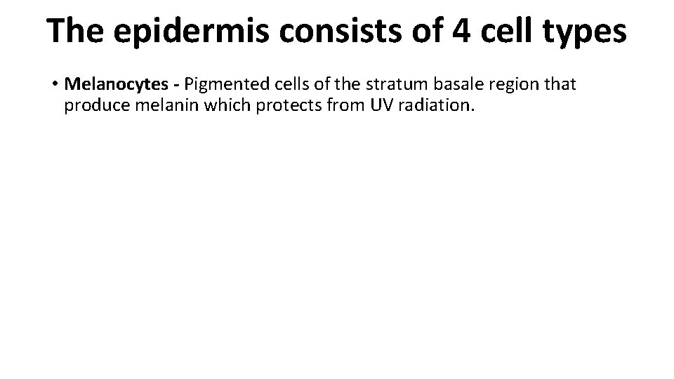 The epidermis consists of 4 cell types • Melanocytes - Pigmented cells of the