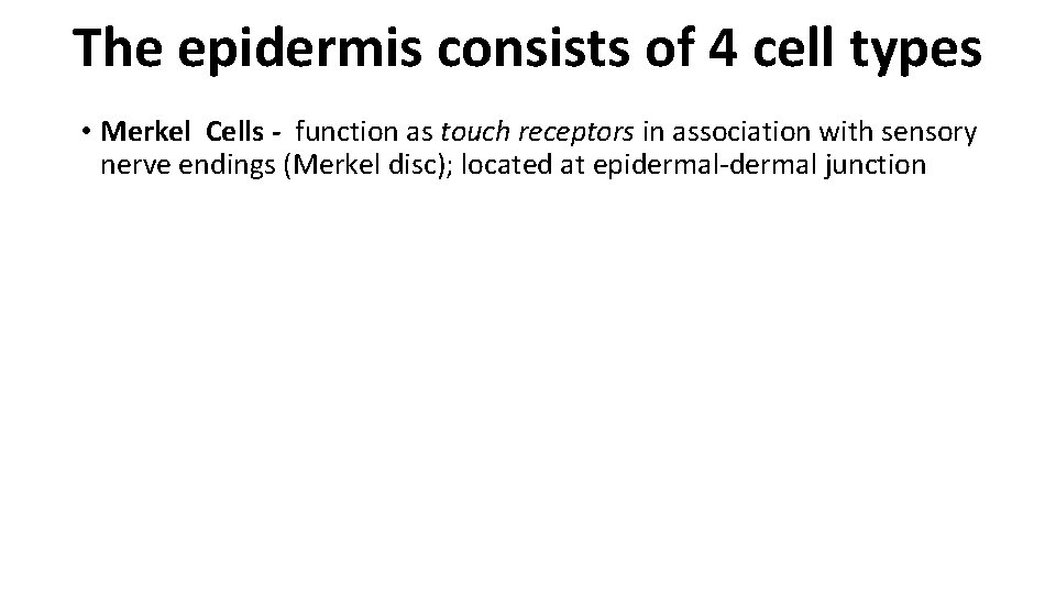 The epidermis consists of 4 cell types • Merkel Cells - function as touch