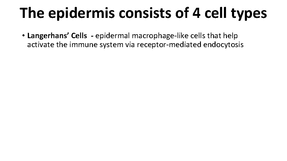The epidermis consists of 4 cell types • Langerhans’ Cells - epidermal macrophage-like cells