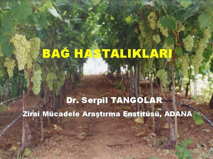 BAĞ HASTALIKLARI Dr. Serpil TANGOLAR Zirai Mücadele Araştırma Enstitüsü, ADANA 