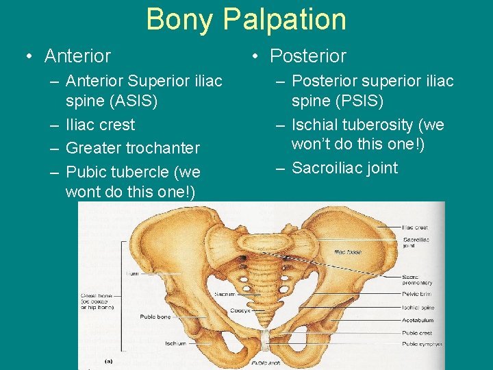 Bony Palpation • Anterior – Anterior Superior iliac spine (ASIS) – Iliac crest –