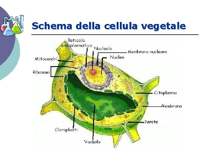 Schema della cellula vegetale 