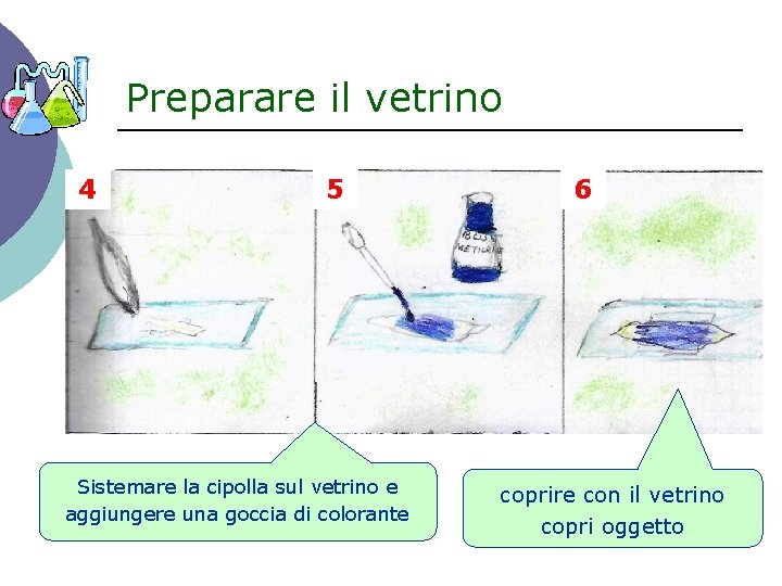 Preparare il vetrino 4 5 Sistemare la cipolla sul vetrino e aggiungere una goccia