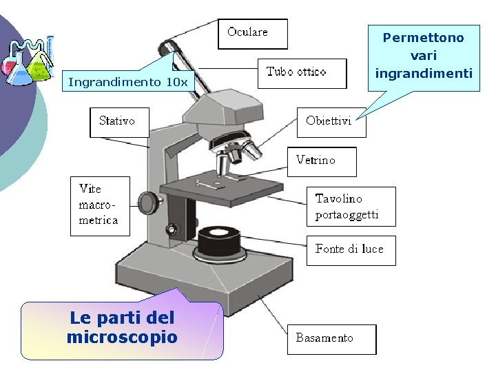 Ingrandimento 10 x Le parti del microscopio Permettono vari ingrandimenti 