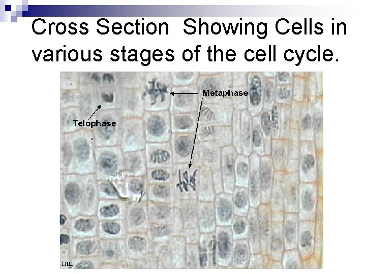 Cross Section Showing Cells in various stages of the cell cycle. 