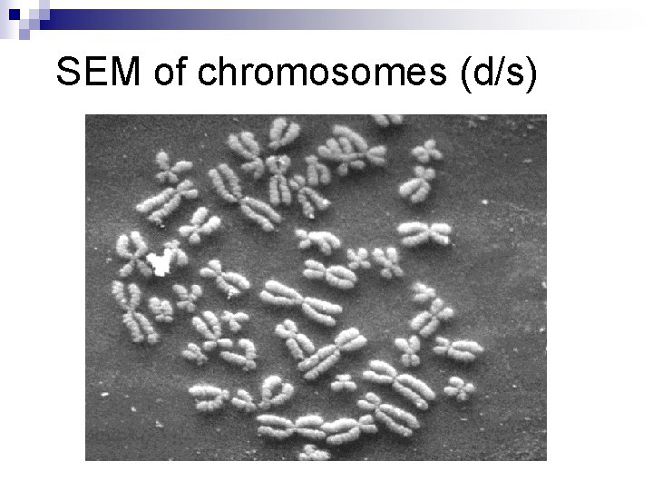 SEM of chromosomes (d/s) 