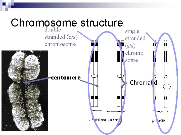 Chromosome structure double stranded (d/s) chromosome centomere single stranded (s/s) chromo some Chromatid 