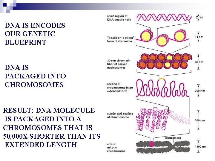 DNA IS ENCODES OUR GENETIC BLUEPRINT DNA IS PACKAGED INTO CHROMOSOMES RESULT: DNA MOLECULE