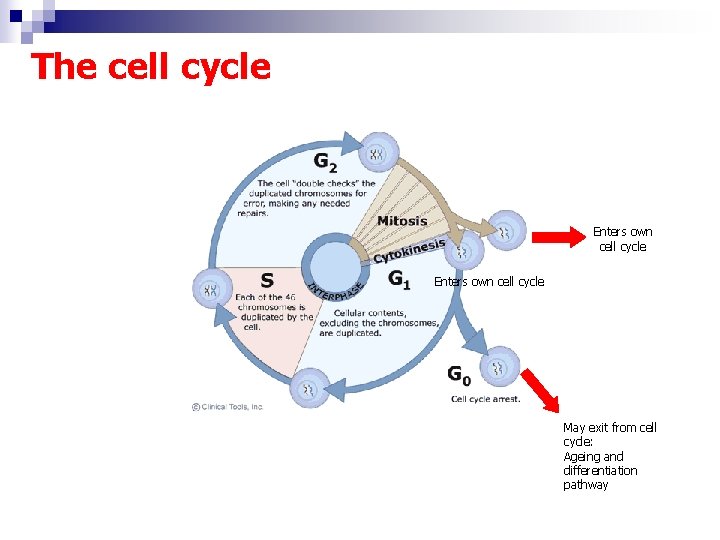 The cell cycle Enters own cell cycle May exit from cell cycle: Ageing and