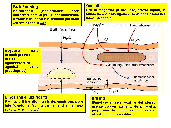 Bulk Forming Polisaccaridi (metilcellulosa, fibre alimentari, semi di psillio) che aumentano il volume delle