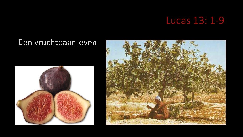 Lucas 13: 1 -9 Een vruchtbaar leven 