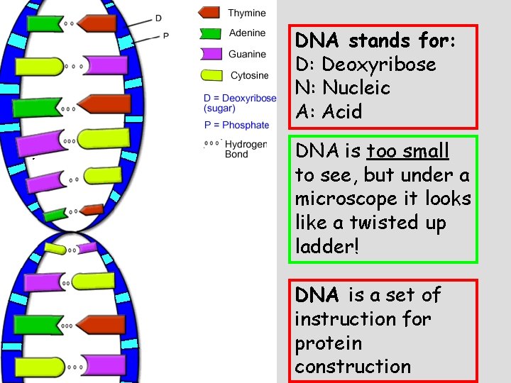 DNA stands for: D: Deoxyribose N: Nucleic A: Acid DNA is too small to