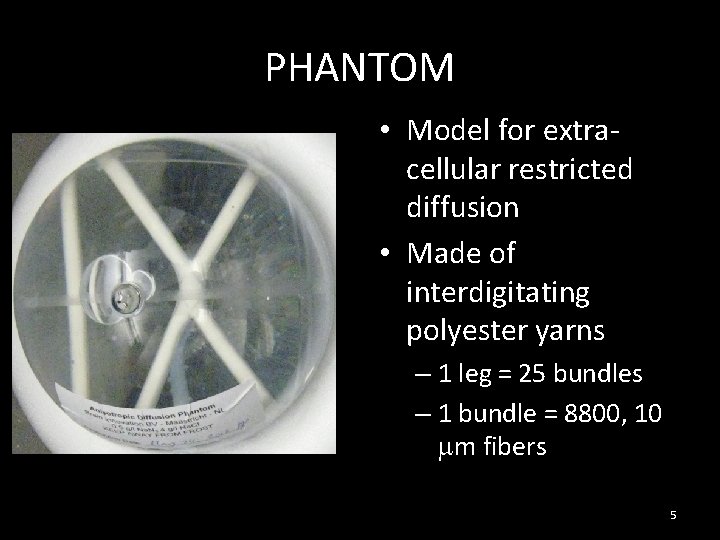 PHANTOM • Model for extracellular restricted diffusion • Made of interdigitating polyester yarns – PHANTOM • Model for extracellular restricted diffusion • Made of interdigitating polyester yarns –