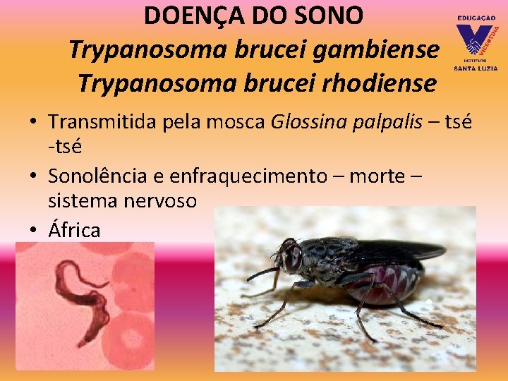 DOENÇA DO SONO Trypanosoma brucei gambiense Trypanosoma brucei rhodiense • Transmitida pela mosca Glossina DOENÇA DO SONO Trypanosoma brucei gambiense Trypanosoma brucei rhodiense • Transmitida pela mosca Glossina