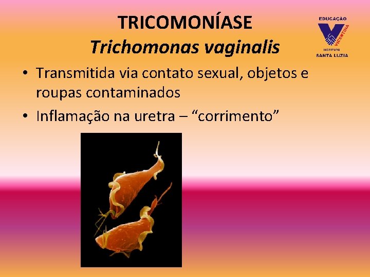 TRICOMONÍASE Trichomonas vaginalis • Transmitida via contato sexual, objetos e roupas contaminados • Inflamação TRICOMONÍASE Trichomonas vaginalis • Transmitida via contato sexual, objetos e roupas contaminados • Inflamação