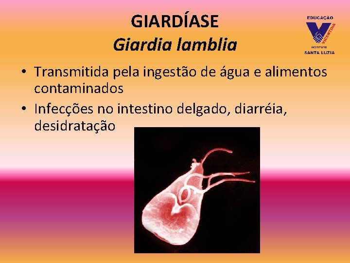 GIARDÍASE Giardia lamblia • Transmitida pela ingestão de água e alimentos contaminados • Infecções GIARDÍASE Giardia lamblia • Transmitida pela ingestão de água e alimentos contaminados • Infecções
