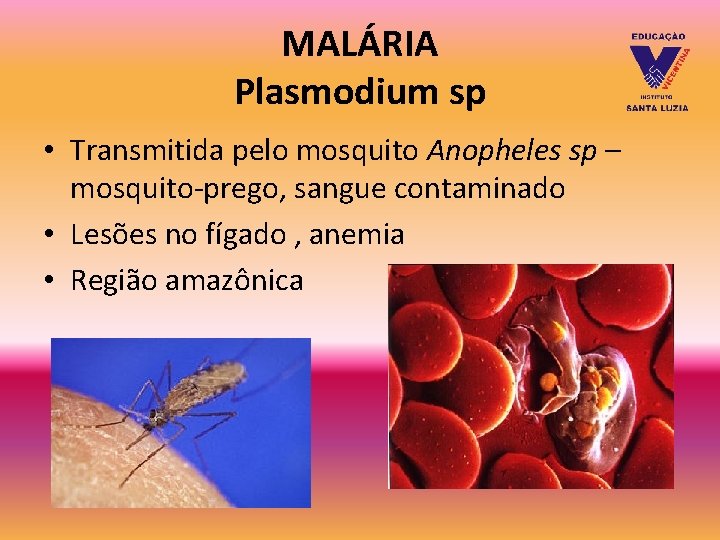 MALÁRIA Plasmodium sp • Transmitida pelo mosquito Anopheles sp – mosquito-prego, sangue contaminado • MALÁRIA Plasmodium sp • Transmitida pelo mosquito Anopheles sp – mosquito-prego, sangue contaminado •