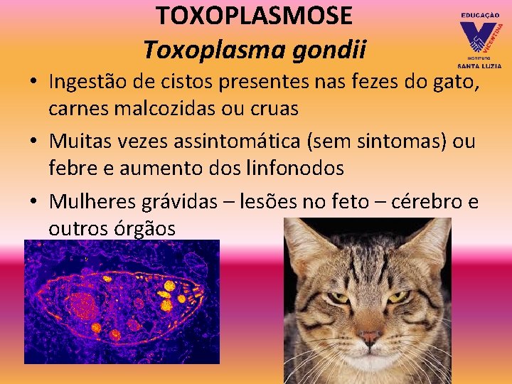 TOXOPLASMOSE Toxoplasma gondii • Ingestão de cistos presentes nas fezes do gato, carnes malcozidas TOXOPLASMOSE Toxoplasma gondii • Ingestão de cistos presentes nas fezes do gato, carnes malcozidas