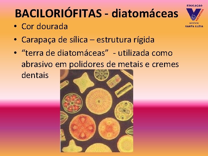 BACILORIÓFITAS - diatomáceas • Cor dourada • Carapaça de sílica – estrutura rígida • BACILORIÓFITAS - diatomáceas • Cor dourada • Carapaça de sílica – estrutura rígida •
