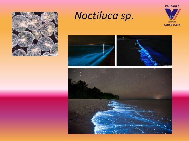 Noctiluca sp. Noctiluca sp.