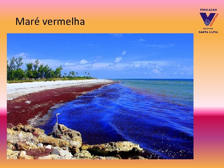 Maré vermelha Maré vermelha