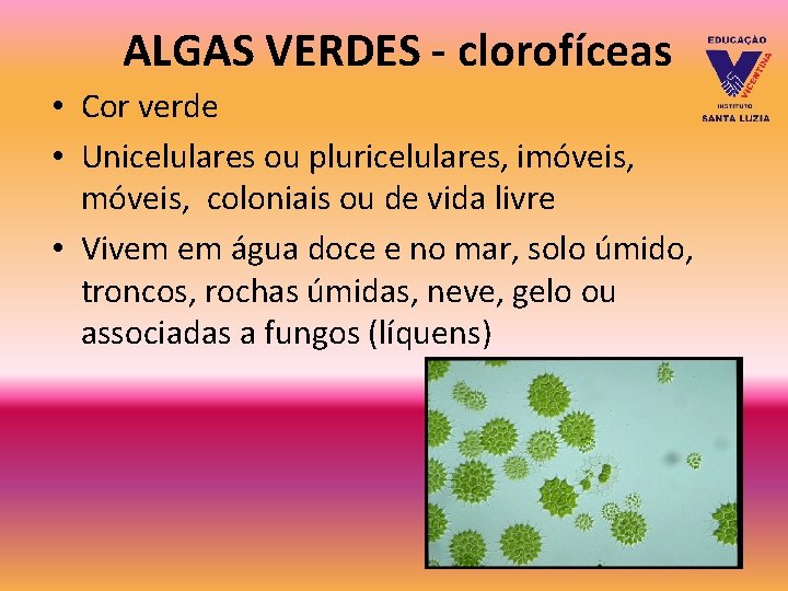 ALGAS VERDES - clorofíceas • Cor verde • Unicelulares ou pluricelulares, imóveis, coloniais ou ALGAS VERDES - clorofíceas • Cor verde • Unicelulares ou pluricelulares, imóveis, coloniais ou