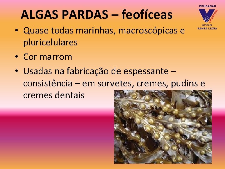 ALGAS PARDAS – feofíceas • Quase todas marinhas, macroscópicas e pluricelulares • Cor marrom ALGAS PARDAS – feofíceas • Quase todas marinhas, macroscópicas e pluricelulares • Cor marrom
