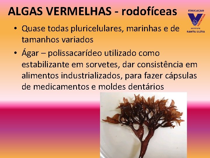 ALGAS VERMELHAS - rodofíceas • Quase todas pluricelulares, marinhas e de tamanhos variados • ALGAS VERMELHAS - rodofíceas • Quase todas pluricelulares, marinhas e de tamanhos variados •