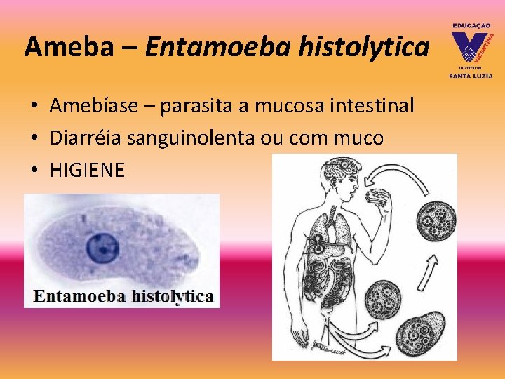 Ameba – Entamoeba histolytica • Amebíase – parasita a mucosa intestinal • Diarréia sanguinolenta Ameba – Entamoeba histolytica • Amebíase – parasita a mucosa intestinal • Diarréia sanguinolenta