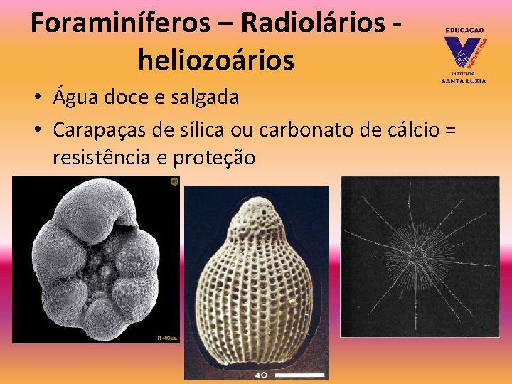 Foraminíferos – Radiolários heliozoários • Água doce e salgada • Carapaças de sílica ou Foraminíferos – Radiolários heliozoários • Água doce e salgada • Carapaças de sílica ou