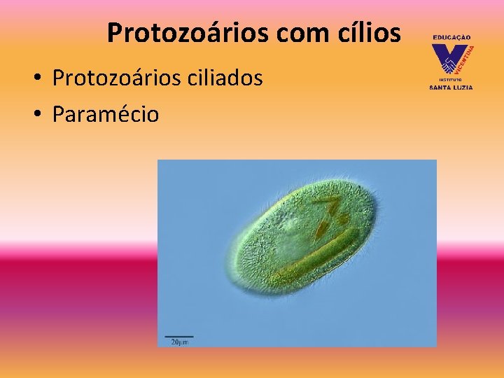 Protozoários com cílios • Protozoários ciliados • Paramécio Protozoários com cílios • Protozoários ciliados • Paramécio