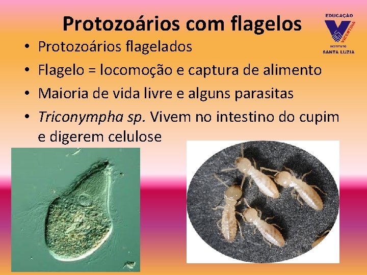 Protozoários com flagelos • • Protozoários flagelados Flagelo = locomoção e captura de alimento Protozoários com flagelos • • Protozoários flagelados Flagelo = locomoção e captura de alimento