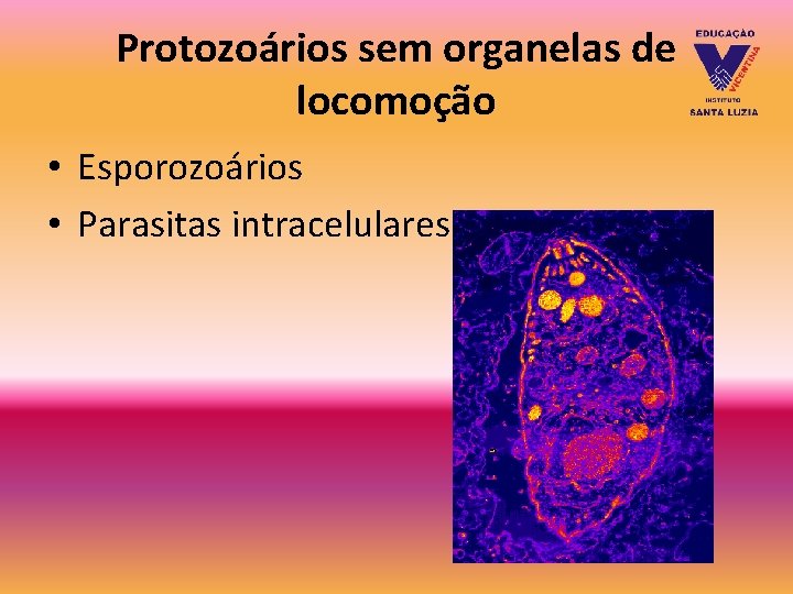 Protozoários sem organelas de locomoção • Esporozoários • Parasitas intracelulares Protozoários sem organelas de locomoção • Esporozoários • Parasitas intracelulares