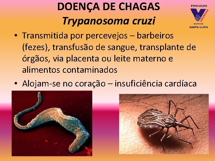 DOENÇA DE CHAGAS Trypanosoma cruzi • Transmitida por percevejos – barbeiros (fezes), transfusão de DOENÇA DE CHAGAS Trypanosoma cruzi • Transmitida por percevejos – barbeiros (fezes), transfusão de