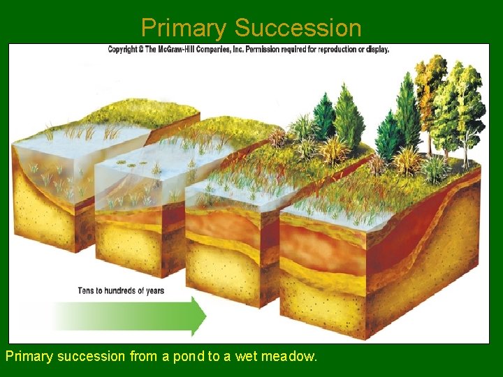 Primary Succession Primary succession from a pond to a wet meadow. 
