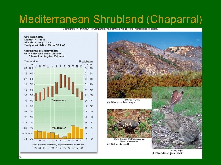 Mediterranean Shrubland (Chaparral) 