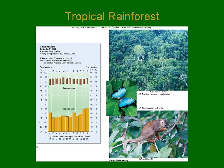 Tropical Rainforest 