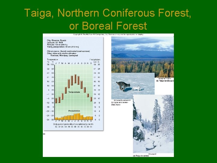 Taiga, Northern Coniferous Forest, or Boreal Forest 